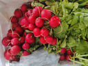 辰實(shí)【順豐】櫻桃蘿卜 東北新鮮水果紅蘿卜圓紅蘿卜 農家迷你小蘿卜 5斤（帶葉） 曬單實(shí)拍圖