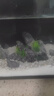 瘋狂水草（FKSC）魚缸造景底砂裝飾雨花石火山石原生溪流石雨林底沙龜缸鋪底石頭 雪花白砂0.8-1.2mm【5斤】 曬單實拍圖