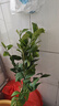 姬緣希檸檬樹(shù)苗四季香水檸檬庭院陽(yáng)臺室內帶花帶果植物盆栽地栽當年結果 【青皮紅肉檸檬】三年苗 曬單實(shí)拍圖