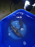 黃金眼蘆葦感應(yīng)變色電子魚漂咬鉤變色日夜兩用夜光浮漂 黃金眼蘆葦變色電子漂BL-05 2號一支 曬單實(shí)拍圖