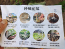 芥圃榴蓮苗 嫁接金枕榴蓮苗南方種植 官方旗艦 黑刺貓山王榴蓮果樹(shù)苗 直生貓山王榴蓮苗 【帶土帶葉】 4年苗 高度：90-110公分高 曬單實(shí)拍圖