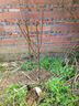 嫁接西梅李子樹(shù)苗李苗南北方種植李苗脆紅李晚熟果樹(shù)苗當年結 4年苗（第二年結果） 80cm(含)-89cm(含) 曬單實(shí)拍圖
