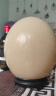 莲山九鲜新鲜鸵鸟蛋可食用美食大号鸵鸟蛋不可孵化节日中秋礼品蛋壳可雕刻 1枚 3斤 以上 实拍图