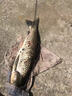 川澤魚(yú)漂套裝高靈敏加粗醒目全水域野釣浮漂套裝全套輕口鯽魚(yú)漂漂盒 【鯽鯉草套裝六】6支裝 全水域浮漂套裝 曬單實(shí)拍圖
