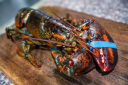 渔传播【活鲜】加拿大波士顿龙虾波龙鲜活 450-500g1只海鲜源头直发 实拍图
