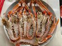 七月的海海鰲蝦刺身日料新鮮速凍鐵甲蝦海龍蝦深海鮮活生吃甜蝦海鮮斯干 500G裝/約7-9只 曬單實(shí)拍圖