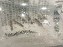 好養(yǎng)冷水原生觀賞魚小型淡水溪流石斑魚光唇魚活體群游中底層包活 3-5厘米溪石斑6條包活5條 曬單實拍圖