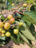 中農化【水溶肥料】大量元素高氮高磷高鉀大蒜蔬菜果樹(shù)花卉通用型沖施肥 20-20-20+TE 6KG【送勺子】 曬單實(shí)拍圖