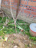 嫁接西梅李子樹(shù)苗李苗南北方種植李苗脆紅李晚熟果樹(shù)苗當年結 4年苗（第二年結果） 80cm(含)-89cm(含) 曬單實(shí)拍圖