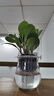 仟草集白掌一帆風(fēng)順綠植盆栽含花盆室內(nèi)植物水培植物禮品花卉清新語(yǔ) 水培青葉碧玉 含盆 曬單實(shí)拍圖