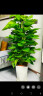 胡丽大型绿植客厅大盆栽室内客厅绿植盆栽办公室盆栽开业乔迁送礼绿植 大叶绿萝1.2-1.4米 含盆 实拍图