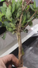 種花迷6年大苗金銀花苗室內(nèi)盆栽盆景樹樁金銀花爬藤花卉綠植四季種植 黃花金銀5年苗(當年開花開花) 曬單實拍圖