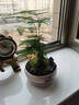 文竹盆栽植物室內客廳中式禪意盆景好養綠植辦公室擺件創(chuàng  )意花卉 山水盆【文竹】 整套成品（山石苔蘚，帶盆種好） 曬單實(shí)拍圖