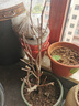 語(yǔ)安四季開(kāi)花梅花盆栽樹(shù)苗紅梅盆景樹(shù)樁耐寒室內室外植物花卉帶花盆栽 6年臘梅盆景（當年開(kāi)花） 曬單實(shí)拍圖