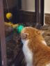 茨格曼 猫隧道猫迷宫钻洞滚地龙通用自嗨猫玩具爬行通道可折叠窝猫咪用品 实拍图