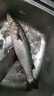 開(kāi)拓頂點(diǎn)（kaituodingdian）1.6米大三角架6316釣燈黑坑釣魚(yú)燈支架三腳架燈架 曬單實(shí)拍圖