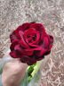 初朵5朵玫瑰花康乃馨花束香皂花同城配送520情人节礼物送女朋友纪念日 实拍图