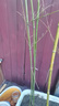 楚恒竹子苗 紫竹 青竹庭院小竹苗 北方樹(shù)苗植物綠化 四季青竹1厘米粗10棵 高度131cm-200cm 曬單實(shí)拍圖