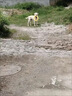 星恒夢狗狗互動拉環(huán)玩具飛盤耐咬訓(xùn)犬大型犬金毛拉布拉多拉環(huán)解悶神器 大號軟膠圓環(huán)【29cm】 曬單實拍圖