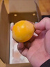 OLOEY四川米易枇杷新鮮水果當季枇杷果 2份合發(fā)一箱 當季枇杷 單果30-40克 心鮮枇杷2斤裝 凈重1.5斤 曬單實(shí)拍圖
