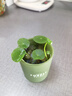 蕉內銀皮507Shape塑身褲女士平角內褲7A抗菌防走光無(wú)痕高腰收腹安全褲 灰膚 M 曬單實(shí)拍圖