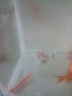 黃金泥鰍魚(yú)苗淡水養殖食用活魚(yú)無(wú)需打氧加溫耐活好養魚(yú)缸清潔寵物工具小魚(yú)苗小金龍中國斗魚(yú)冷水觀(guān)賞魚(yú)泥鰍苗 6條10-13厘米黃金泥鰍+飼料 曬單實(shí)拍圖