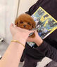 喵然心動 純種泰迪幼犬寵物狗飛耳泰迪茶杯體灰色紅色香檳色茶杯犬小型犬 寵物級 紅棕色 曬單實拍圖