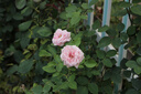 Canon佳能90D 80D 70D 60D 50D 7D學(xué)生入門級二手?jǐn)?shù)碼單反相機(jī)人像小痰盂鏡頭 佳能60D+18-55防抖套機(jī) 95新 曬單實(shí)拍圖