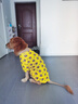 寵星記中型犬大狗衣服 夏裝夏款 寵物服裝 絲感涼涼衣 防曬衣 金毛薩摩 黃色笑臉5號（胸圍84-94cm） 曬單實拍圖