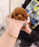 喵然心動 純種泰迪幼犬寵物狗飛耳泰迪茶杯體灰色紅色香檳色茶杯犬小型犬 寵物級 紅棕色 曬單實拍圖