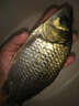 川澤魚(yú)漂套裝高靈敏加粗醒目全水域野釣浮漂套裝全套輕口鯽魚(yú)漂漂盒 【鯽鯉草套裝六】6支裝 全水域浮漂套裝 曬單實(shí)拍圖