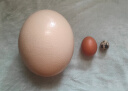 莲山九鲜新鲜鸵鸟蛋可食用美食大号鸵鸟蛋不可孵化节日中秋礼品蛋壳可雕刻 1枚 3斤 以上 实拍图