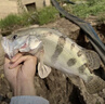 BKUMAN超遠投死飛懸浮米諾釣翹嘴淡水專(zhuān)殺海釣鱸魚(yú)紅尾假魚(yú)餌仿真路亞餌 紅頭銀身【一條裝 】帶死飛/誘音 12g（懸浮米諾） 曬單實(shí)拍圖