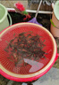 羅非魚苗特大種脆肉新吉富全雄性羅非魚活體淡水養(yǎng)殖食用單性魚苗 羅非魚苗4-6公分 50條送10%防損 曬單實(shí)拍圖