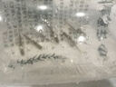好養(yǎng)冷水原生觀賞魚小型淡水溪流石斑魚光唇魚活體群游中底層包活 3-5厘米溪石斑6條包活5條 曬單實拍圖