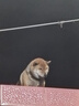 光盤(pán)拔河年會(huì )道具公司團建拓展新年元宵趣味活動(dòng)聚會(huì )互動(dòng)小游戲 光盤(pán)拔河套裝（配秒表+收納袋） 【綜藝同款/年會(huì )游戲道具】 曬單實(shí)拍圖