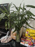 歐芽富貴竹水培植物轉運開(kāi)運竹花卉綠植盆栽室內花客廳水養節節高 富貴竹60-70厘米10棵+玻璃花瓶 規格 曬單實(shí)拍圖