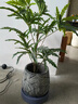 水泥大花盆樹(shù)葉紋室內陽(yáng)臺百合竹種樹(shù)盆特大號綠植花器大口徑圓形 套裝（小號花盆+花盆托） 曬單實(shí)拍圖