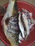 福翼新關東魚鉤綁好子線雙鉤進口成品無刺套裝鯽鯉大物鰱鳙鉤 新關東（3號鉤-2.5號線-70cm） 曬單實拍圖