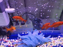 藍寶 魚(yú)缸氣泡條瀑布式氧氣泵氣泡石盤(pán)水族箱氣泡管增氧泵沙頭散氣條 曬單實(shí)拍圖