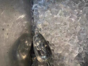 樂(lè )創(chuàng  )（lecon）月牙冰制冰機商用奶茶店酒吧大小型50-200KG全自動(dòng)月牙造冰機實(shí)心冰 月牙冰-200kg-水冷【預約制冰】 曬單實(shí)拍圖