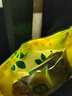 匯達(dá)檸檬（HDLEMON）即食檸檬片500g獨(dú)立小包裝干吃檸檬片美味休閑零食果脯蜜餞新日期 【嘗試裝】10小包 曬單實(shí)拍圖