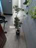 看匠金桔樹(shù)苗帶果滑皮脆蜜桔子苗可食用橘子室內外耐寒花卉盆栽盆景 3年苗一顆 曬單實(shí)拍圖
