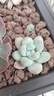 迎虞花苑上新精品多肉植物易爆盆群生萌肉肉辦公室創(chuàng)意綠植花卉盆栽 香水6厘米塑料盆栽好 曬單實拍圖