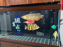 金龍魚活魚幼苗龍魚觀賞魚練手過背印尼辣椒血紅龍魚苗小高背龍魚 賽級金頭過背金龍 16-18cm【證書芯片齊全】 曬單實拍圖