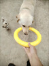 星恒夢狗狗互動拉環(huán)玩具飛盤耐咬訓(xùn)犬大型犬金毛拉布拉多拉環(huán)解悶神器 大號軟膠圓環(huán)【29cm】 曬單實拍圖