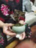 臨雅金線蓮盆栽客廳桌面綠植花卉室內(nèi)四季好養(yǎng)植物源頭直發(fā)禪意蓮花盆 曬單實拍圖