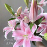 婉之樹(shù)花籽格?；ǚN籽子波斯菊種子四季種植庭院花海多年生易活花卉種子 高桿混色1斤 曬單實(shí)拍圖