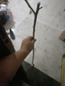 蘋(píng)果樹(shù)果苗地栽南方北方種植盆栽嫁接紅富士冰糖心矮化小蘋(píng)果樹(shù)苗 試種5年蘋(píng)果大苗 限拍一棵 試種5 81cm(含)-110cm(含) 曬單實(shí)拍圖