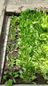 唯友（WEIYOU）孔雀菜種子四季高鈣菜直立生菜種籽四季沙拉菜種子春秋冬蔬菜種子 孔雀菜種子(約6000粒) 曬單實(shí)拍圖